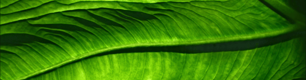Image of green leaves for nutrition