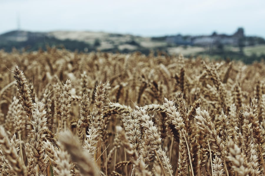 crops