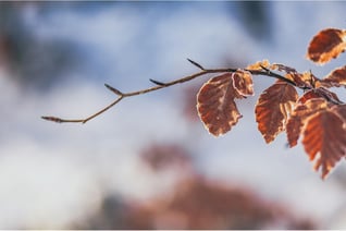 hair loss small